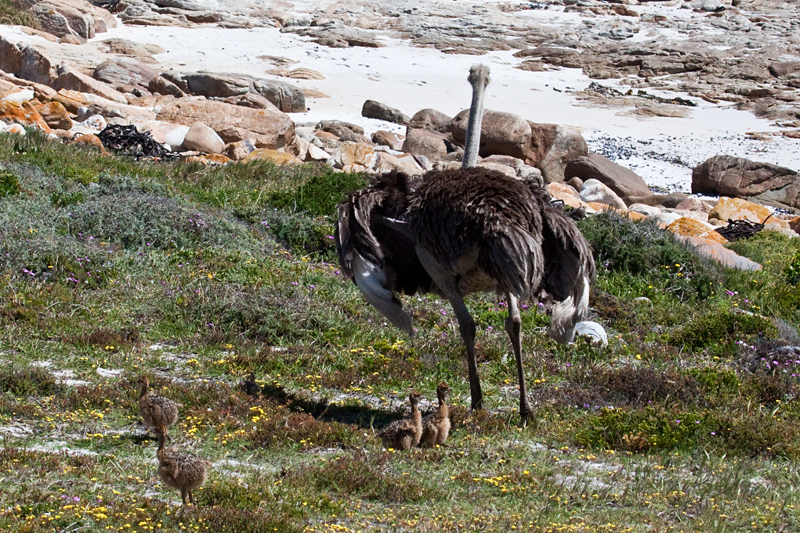 Common Ostrich With Chicks, Cape Point, Table Mountain National Park, South Africa