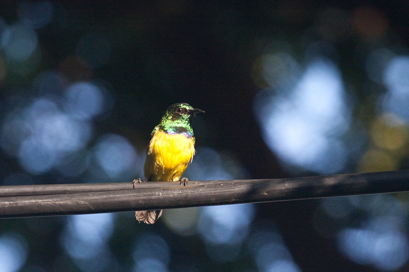 Collared Sunbird, Umhlanga, South Africa