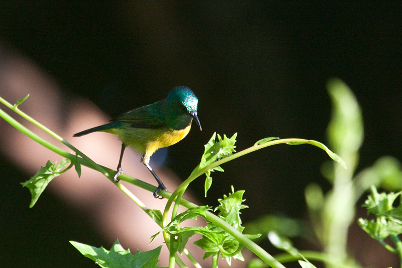 Collared Sunbird, Umhlanga, South Africa