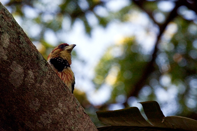 Crested Barbet, Umhlanga, South Africa