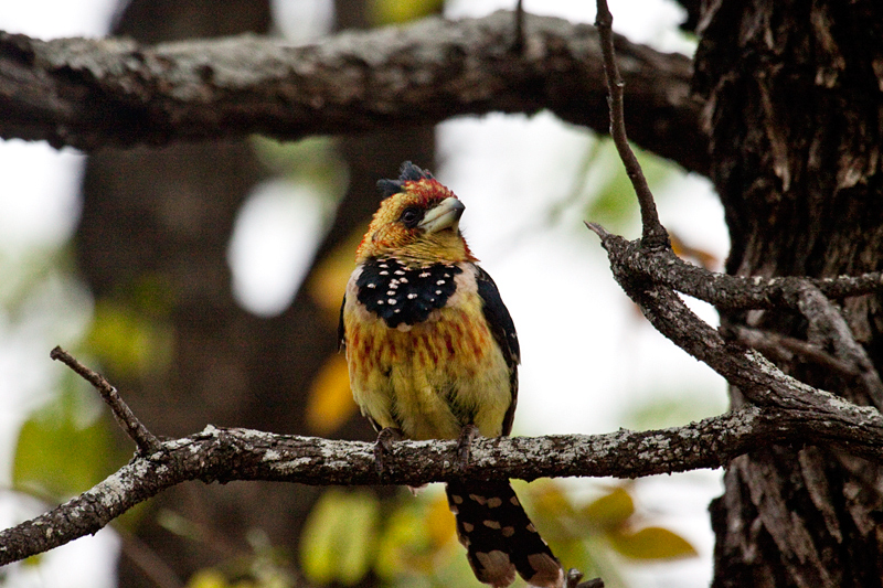 Crested Barbet, Olifant's Rest Camp Drive, Kruger National Park, South Africa