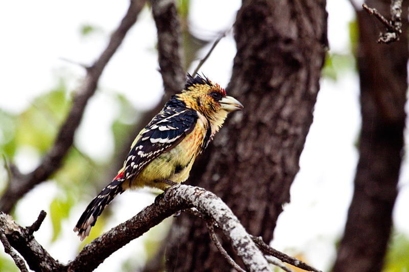 Crested Barbet, Olifant's Rest Camp Drive, Kruger National Park, South Africa