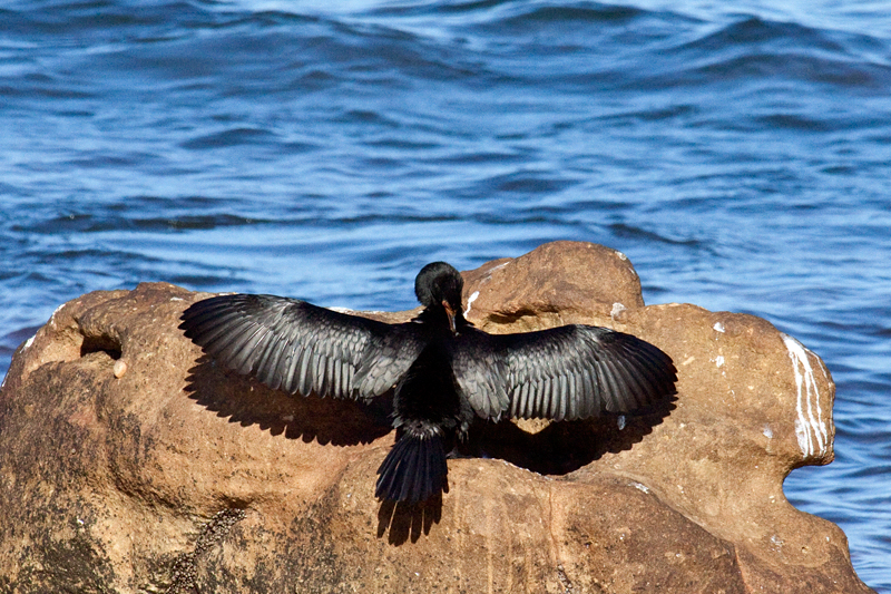 Crowned Cormorant, Kommetjie, South Africa