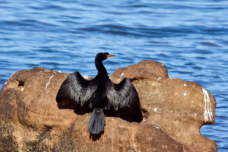 Crowned Cormorant, Kommetjie, South Africa