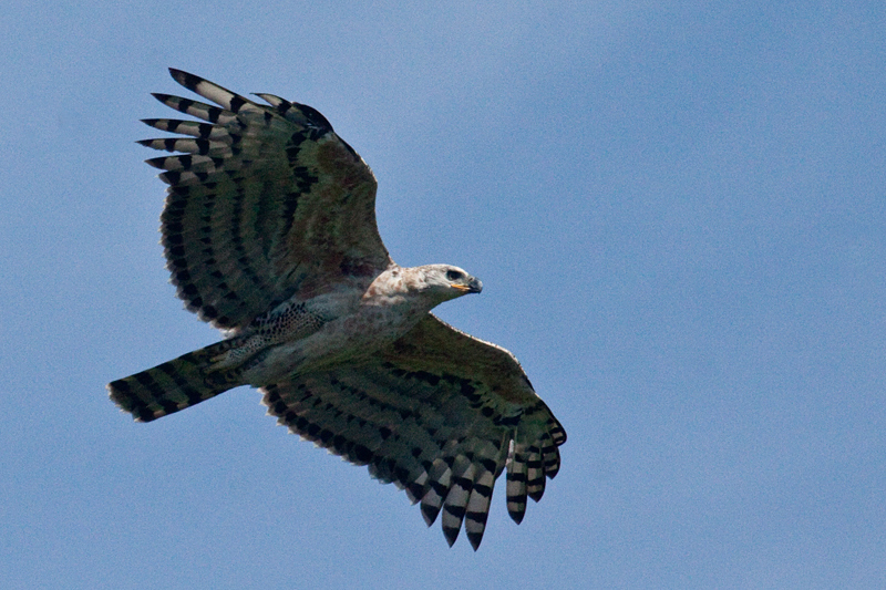 Crowned Eagle (Crowned Hawk-Eagle), Umhlanga Nature Reserve, South Africa