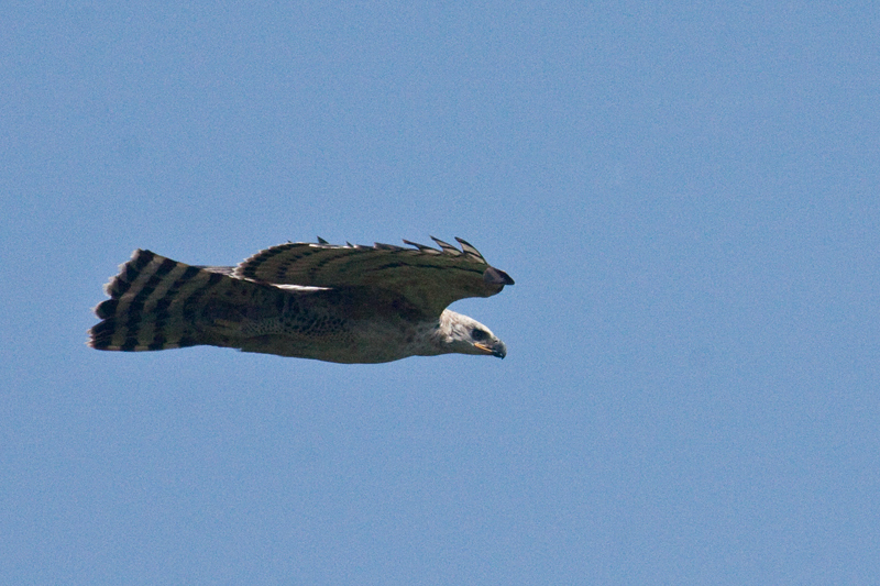 Crowned Eagle (Crowned Hawk-Eagle), Umhlanga Nature Reserve, South Africa