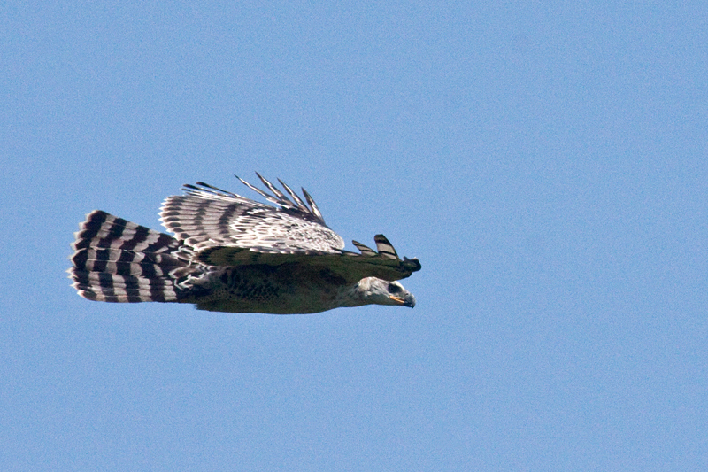 Crowned Eagle (Crowned Hawk-Eagle), Umhlanga Nature Reserve, South Africa