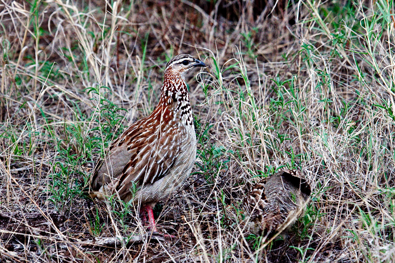 Crested Francolin, Olifant's Rest Camp Drive, Kruger National Park ...