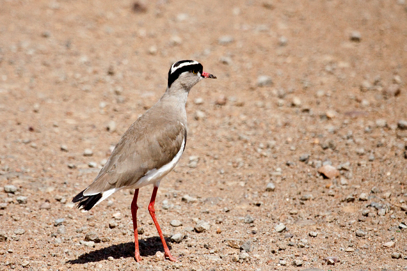 Crowned Lapwing (Crowned Plover), Kgomo Kgomo Floodplain, South Africa