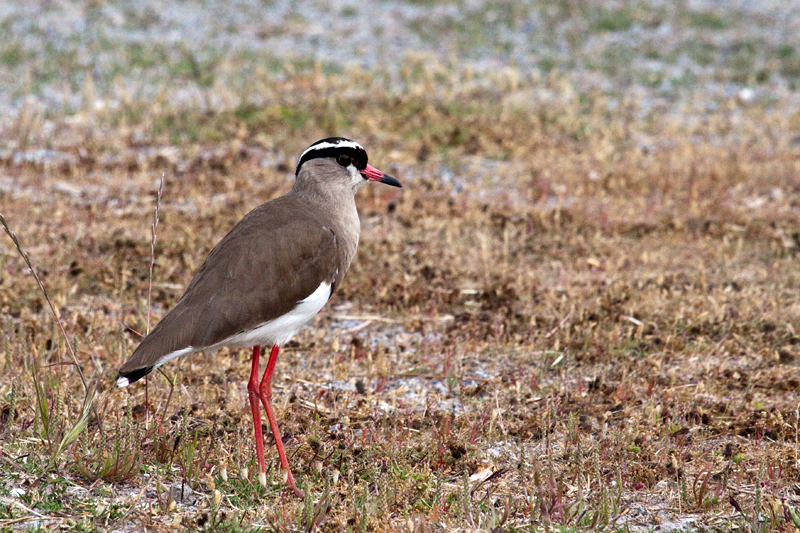 Crowned Lapwing (Crowned Plover), West Cape Wetlands, South Africa