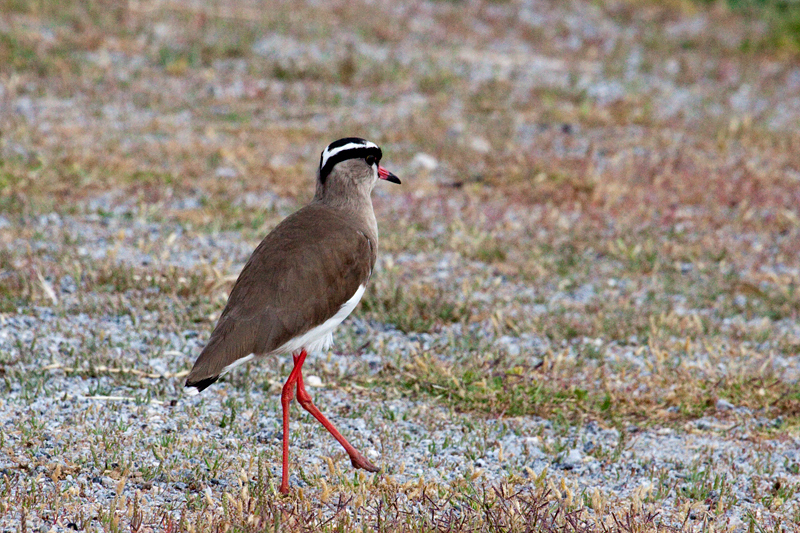 Crowned Lapwing (Crowned Plover), West Cape Wetlands, South Africa