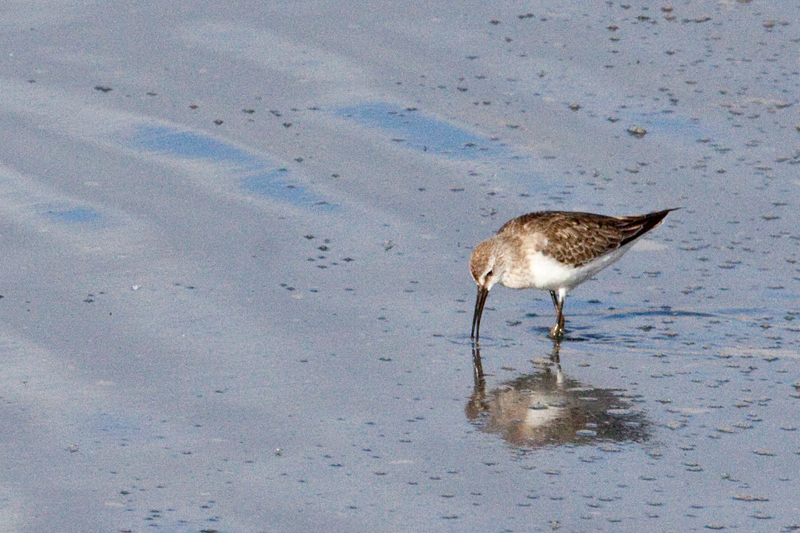 Curlew Sandpiper, Velddrif Salt Works, South Africa