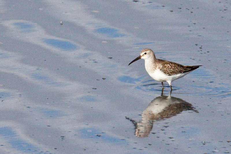 Curlew Sandpiper, Velddrif Salt Works, South Africa