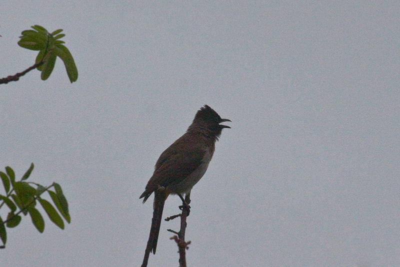 Dark-capped Bulbul (Common Bulbul), En Route Letaba to Olifant's Rest Camp, Kruger National Park, South Africa