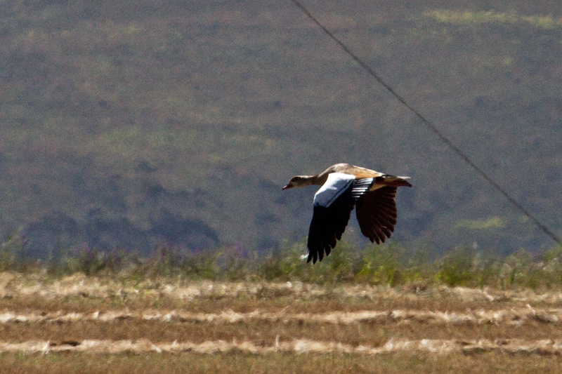 Egyptian Goose, Western Cape, South Africa