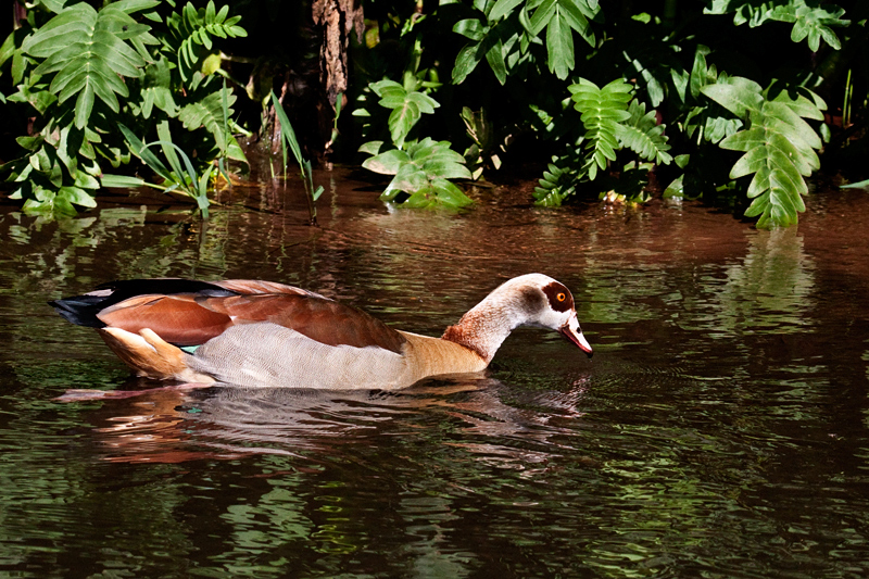 Egyptian Goose, Kirstenbosch National Botanical Garden, Cape Town, South Africa