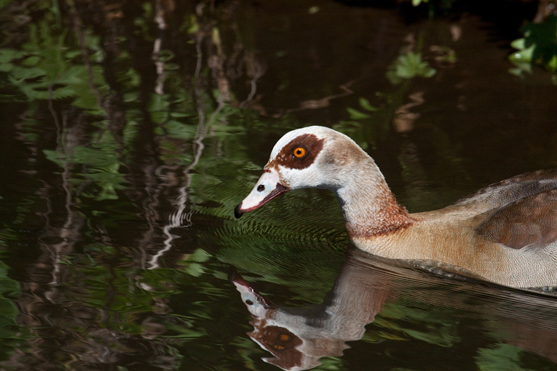 Egyptian Goose, Kirstenbosch National Botanical Garden, Cape Town, South Africa