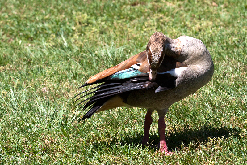 Egyptian Goose, Kirstenbosch National Botanical Garden, Cape Town, South Africa