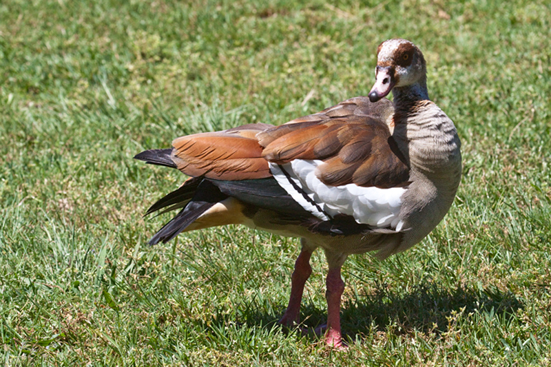 Egyptian Goose, Kirstenbosch National Botanical Garden, Cape Town, South Africa