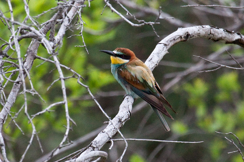 European Bee-eater, En Route Skukuza to Olifant's Rest Camp, Kruger National Park, South Africa