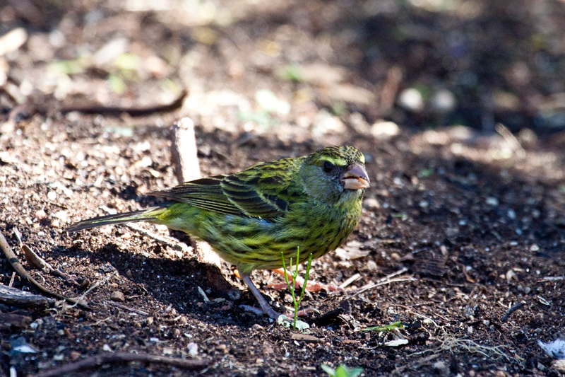 Forest Canary, Kirstenbosch National Botanical Garden, Cape Town, South Africa