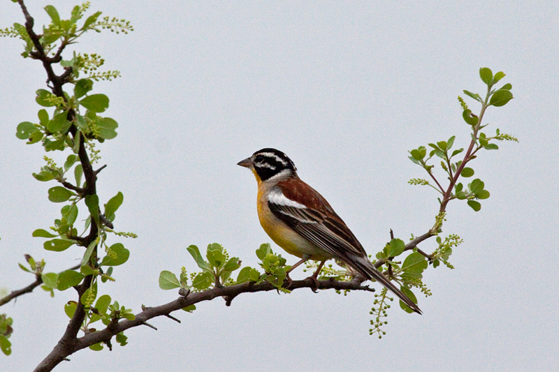 Golden-breasted Bunting, Olifant's Rest Camp Drive, Kruger National Park, South Africa