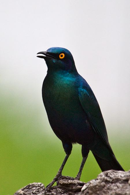 Greater Blue-eared Starling (Greater Blue-eared Glossy-Starling), Skukuza Golf Course, Kruger National Park, South Africa