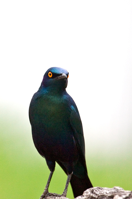 Greater Blue-eared Starling (Greater Blue-eared Glossy-Starling), Skukuza Golf Course, Kruger National Park, South Africa