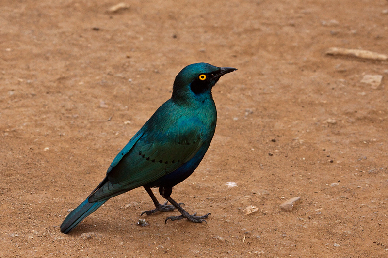 Greater Blue-eared Starling (Greater Blue-eared Glossy-Starling), Tshokwane Picnic Site, Kruger National Park, South Africa