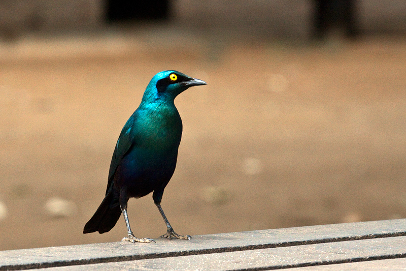 Greater Blue-eared Starling (Greater Blue-eared Glossy-Starling), Tshokwane Picnic Site, Kruger National Park, South Africa