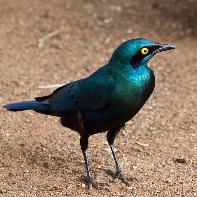 Greater Blue-eared Starling (Greater Blue-eared Glossy-Starling), Tshokwane Picnic Site, Kruger National Park, South Africa