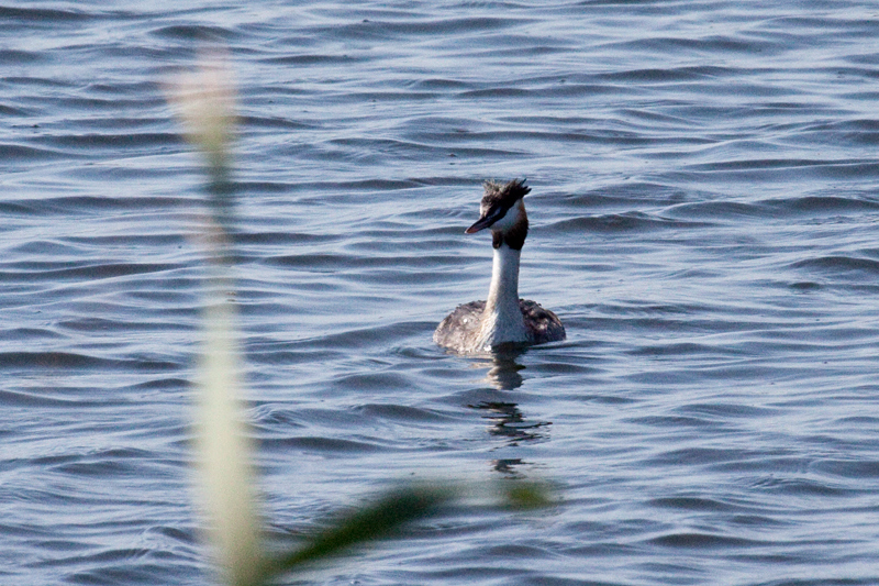 Great Crested Grebe, Strandfontein Sewage Works and Rondevlei Nature Reserve, South Africa