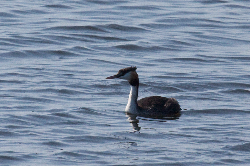 Great Crested Grebe, Strandfontein Sewage Works and Rondevlei Nature Reserve, South Africa