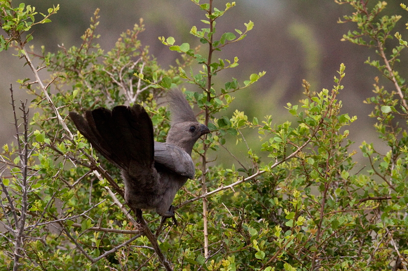 Grey Go-away-bird, Skukuza Wetlands and Nursery, Kruger National Park, South Africa