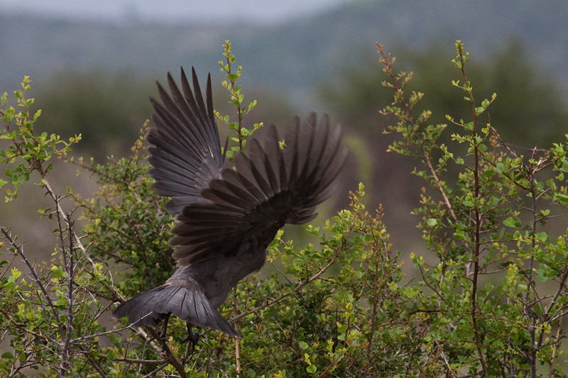 Grey Go-away-bird, Skukuza Wetlands and Nursery, Kruger National Park, South Africa