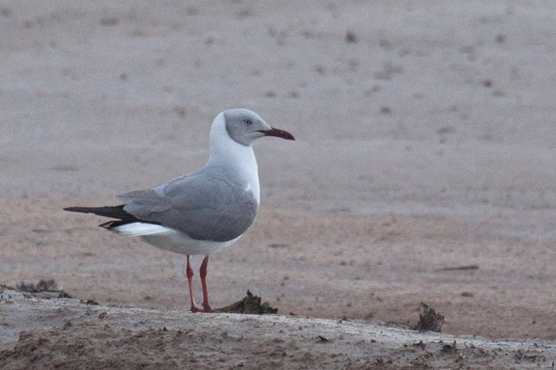 Grey-headed Gull (Gray-hooded Gull), Velddrif Salt Works, South Africa