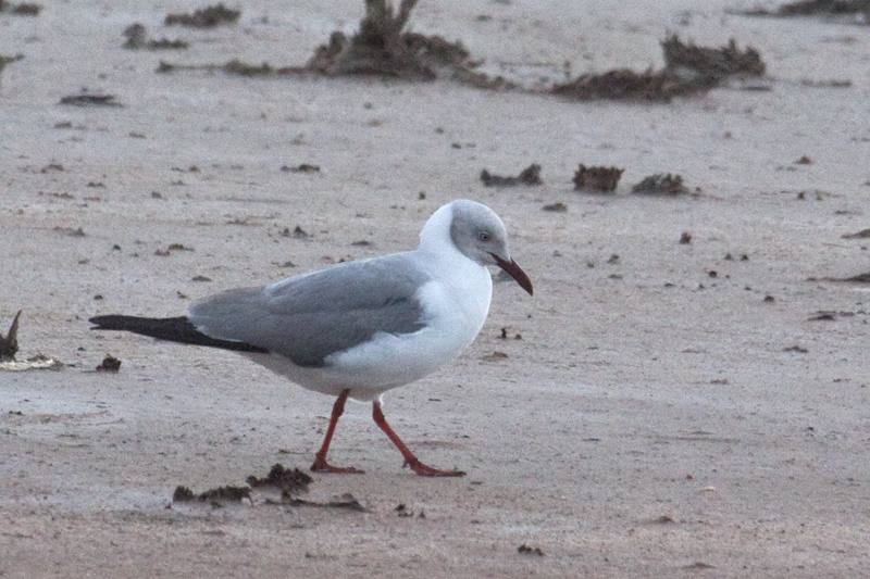 Grey-headed Gull (Gray-hooded Gull), Velddrif Salt Works, South Africa