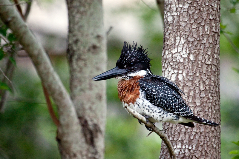 Giant Kingfisher, Skukuza Wetlands and Nursery, Kruger National Park, South Africa