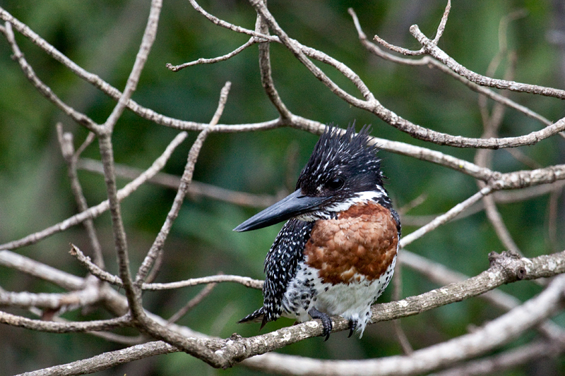 Giant Kingfisher, Skukuza Wetlands and Nursery, Kruger National Park, South Africa