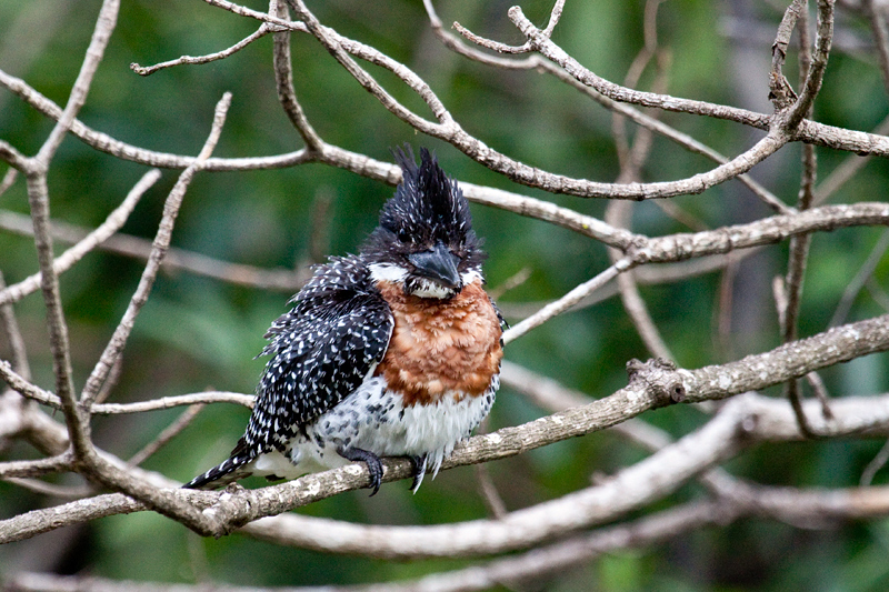 Giant Kingfisher, Skukuza Wetlands and Nursery, Kruger National Park, South Africa