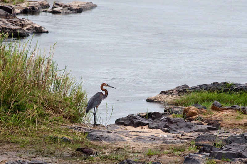 Goliath Heron, En Route Olifant's to Satara Rest Camp, Kruger National Park, South Africa