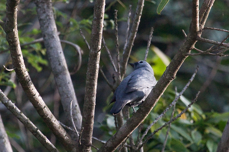 Grey Cuckooshrike, Dlinza Forest Nature Reserve, KwaZulu-Natal, South Africa