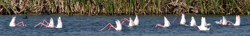 Greater Flamingo, Strandfontein Sewage Works and Rondevlei Nature Reserve, South Africa