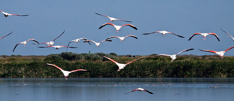 Greater Flamingo, Strandfontein Sewage Works and Rondevlei Nature Reserve, South Africa