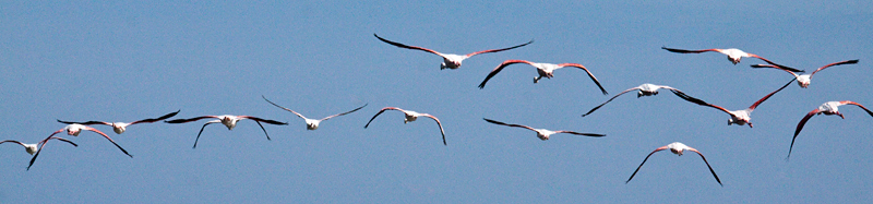 Greater Flamingo, Strandfontein Sewage Works and Rondevlei Nature Reserve, South Africa