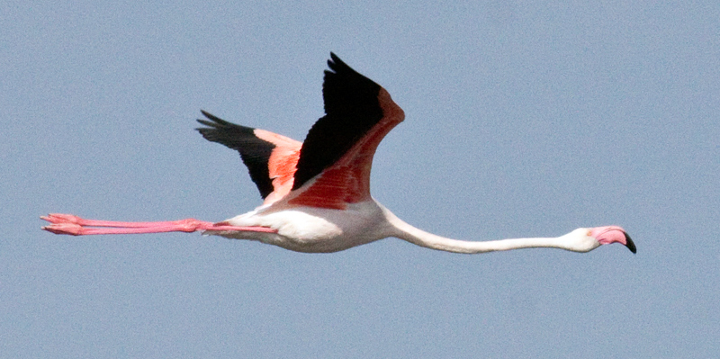 Greater Flamingo, Strandfontein Sewage Works and Rondevlei Nature Reserve, South Africa