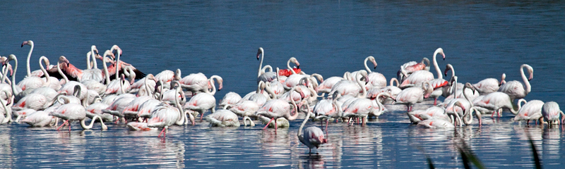 Greater Flamingo, Strandfontein Sewage Works and Rondevlei Nature Reserve, South Africa