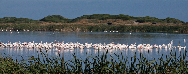 Greater Flamingo, Strandfontein Sewage Works and Rondevlei Nature Reserve, South Africa