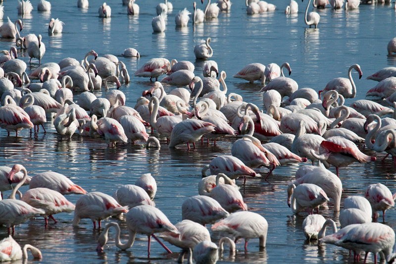 Greater Flamingo, Strandfontein Sewage Works and Rondevlei Nature Reserve, South Africa