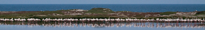 Greater Flamingo, Strandfontein Sewage Works and Rondevlei Nature Reserve, South Africa